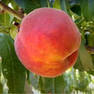 Саджанець Персик Харроу Даймонт